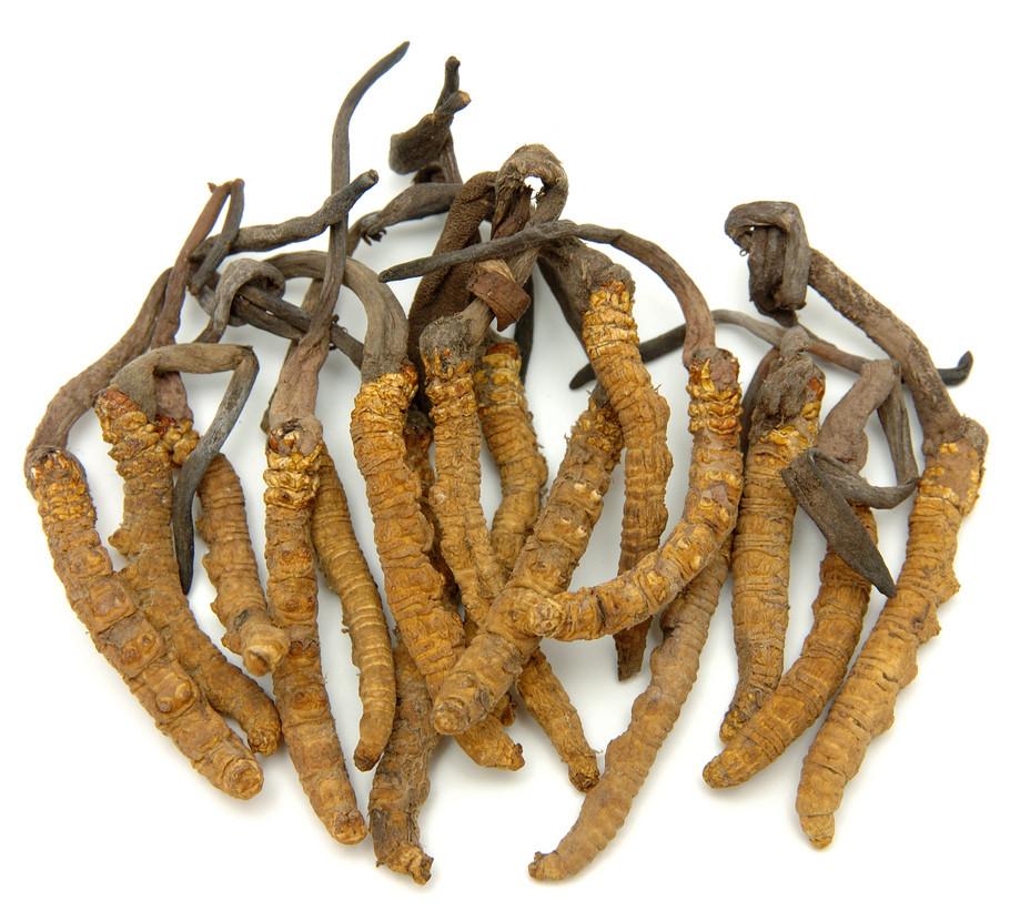 Specimen of Cordyceps, a genus of Ascomycete fungus